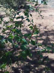 Tracheophyta