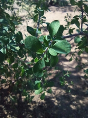 Tracheophyta