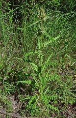Cirsium osterhoutii