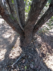 Tracheophyta