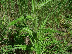 Cirsium osterhoutii