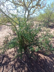 Tracheophyta