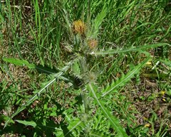 Cirsium osterhoutii
