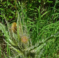 Cirsium osterhoutii