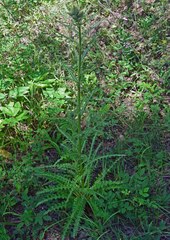 Cirsium osterhoutii