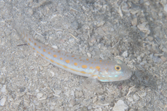 Valenciennea puellaris