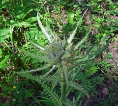 Cirsium osterhoutii