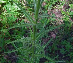 Cirsium osterhoutii