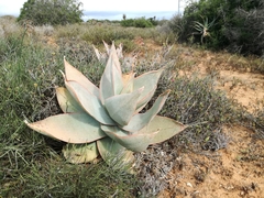 Aloe striata