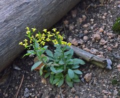 Draba aurea