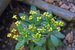 Draba aurea