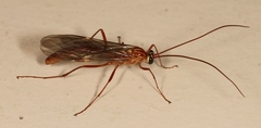 Ophion obscuratus