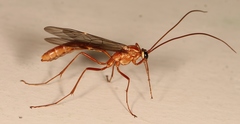 Ophion obscuratus