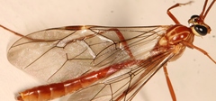 Ophion obscuratus