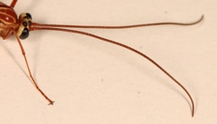 Ophion obscuratus