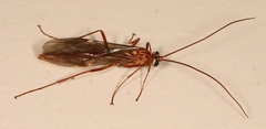 Ophion obscuratus