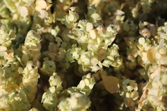 Atriplex lindleyi conduplicata