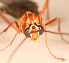 Ophion obscuratus
