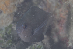 Pomacentrus microspilus