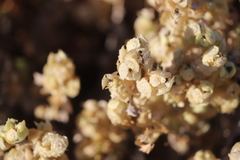 Atriplex lindleyi conduplicata