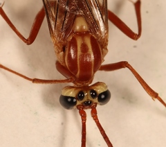 Ophion obscuratus