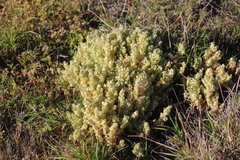 Atriplex lindleyi conduplicata