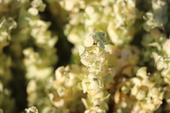 Atriplex lindleyi conduplicata