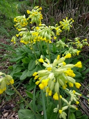 Primula veris veris