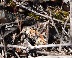 Dichromodes cirrhoplaca