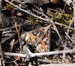 Dichromodes cirrhoplaca