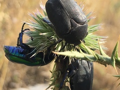 Protaetia afflicta libani