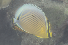 Oval Butterflyfish photo 2