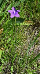 Campanula parryi