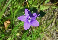 Campanula parryi