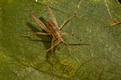 Talitropsis poduroides