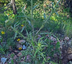 Cirsium canescens