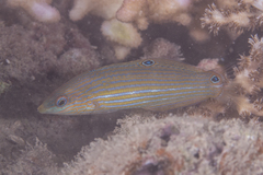 Halichoeres melanurus