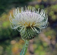Cirsium canescens