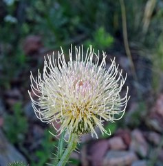 Cirsium canescens