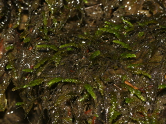 Rhynchostegium