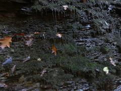 Rhynchostegium