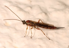 Tromatobia lineatoria