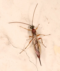 Tromatobia lineatoria