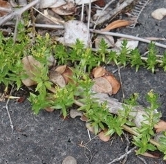 Coprosma ernodeoides