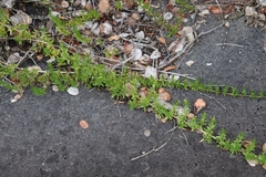 Coprosma ernodeoides