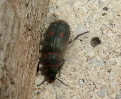 Astylus cyanerythrus