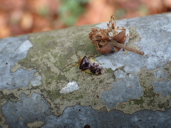 Elasmostethus nubilus