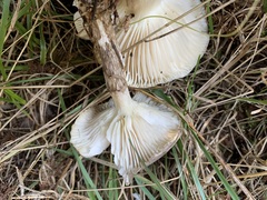 Hygrophorus canadensis