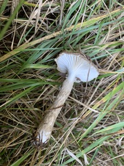 Hygrophorus canadensis