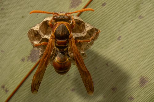 Australian Paper Wasp photo 3